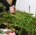 Раздаване на върбови клонки